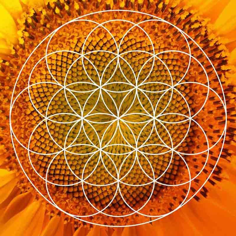 Blume des Lebens, Flower of Life. Sunflower Symbol of ThanTawan Basel
