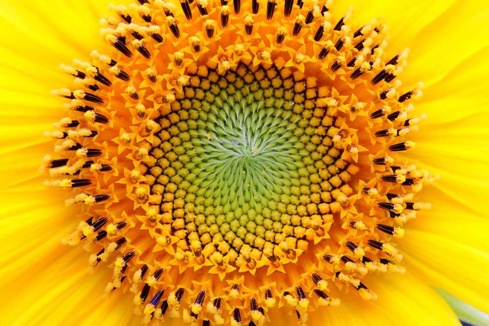 Sunflower Fibonacci Spiral
