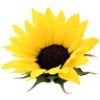 ThanTawan Thai Massage in Basel our Logo the Sunflower